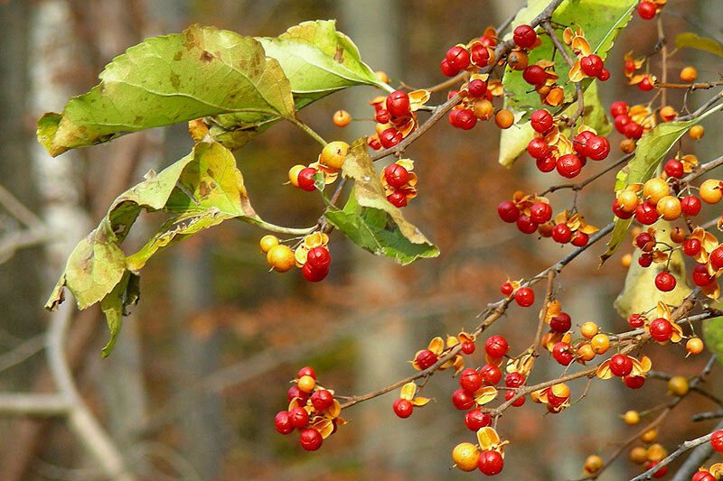 American Bittersweet, Celastrus scandens, Vine Seeds (Fast, Hardy, Showy)