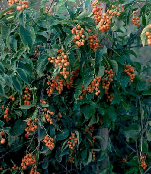 American Bittersweet, Celastrus scandens, Vine Seeds (Fast, Hardy, Showy)