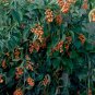 American Bittersweet, Celastrus scandens, Vine Seeds (Fast, Hardy, Showy)