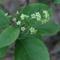 American Bittersweet, Celastrus scandens, Vine Seeds (Fast, Hardy, Showy)