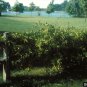 American Bittersweet, Celastrus scandens, Vine Seeds (Fast, Hardy, Showy)