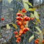 American Bittersweet, Celastrus scandens, Vine Seeds (Fast, Hardy, Showy)