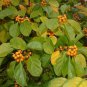 American Bittersweet, Celastrus scandens, Vine Seeds (Fast, Hardy, Showy)