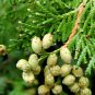 50 Seeds American Arborvitae, Thuja occidentalis, Tree Seeds