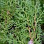 50 Seeds American Arborvitae, Thuja occidentalis, Tree Seeds