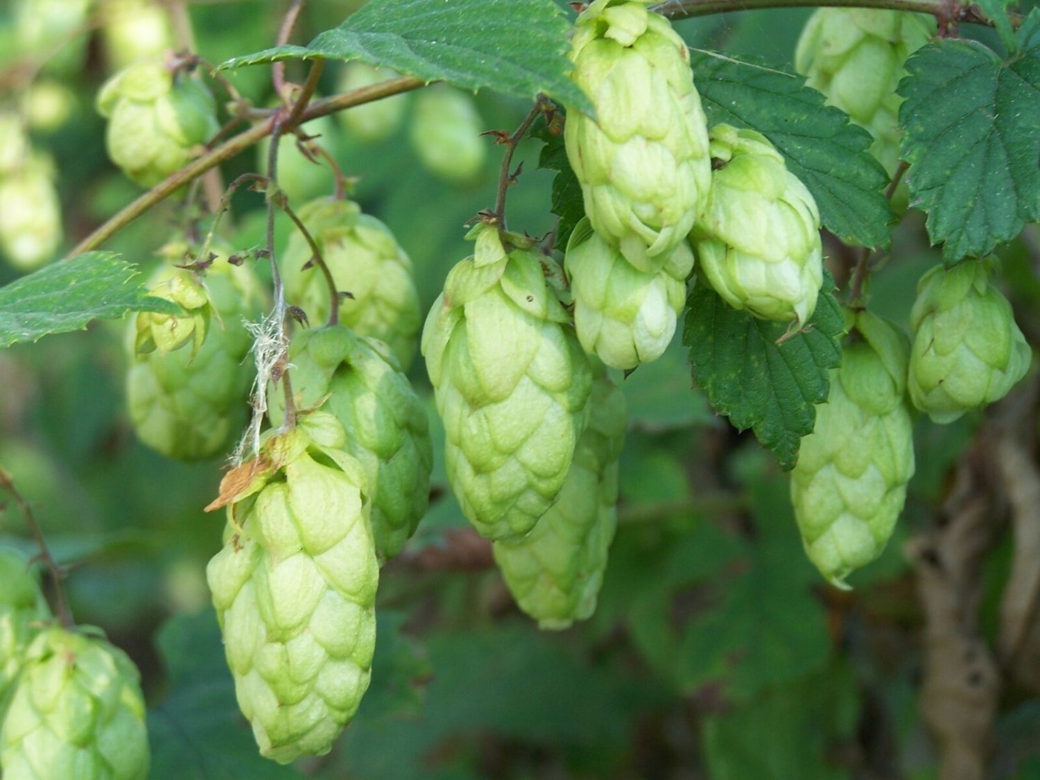 20 Seeds Hops, Humulus lupulus, Perennial Vine Seeds