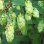 20 Seeds Hops, Humulus lupulus, Perennial Vine Seeds
