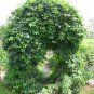 20 Seeds Hops, Humulus lupulus, Perennial Vine Seeds
