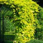 20 Seeds Hops, Humulus lupulus, Perennial Vine Seeds