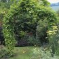 20 Seeds Hops, Humulus lupulus, Perennial Vine Seeds
