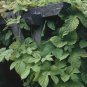 20 Seeds Hops, Humulus lupulus, Perennial Vine Seeds