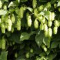 20 Seeds Hops, Humulus lupulus, Perennial Vine Seeds