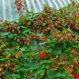 20 Seeds Hops, Humulus lupulus, Perennial Vine Seeds
