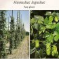 20 Seeds Hops, Humulus lupulus, Perennial Vine Seeds