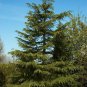 10 Seeds Deodar Cedar, (Himalayan Cedar)