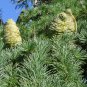 10 Seeds Deodar Cedar, (Himalayan Cedar)