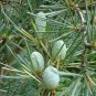 10 Seeds Deodar Cedar, (Himalayan Cedar)