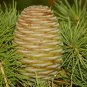 10 Seeds Deodar Cedar, (Himalayan Cedar)
