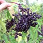 50 Seeds American Elderberry, Sambucus canadensis