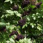 50 Seeds American Elderberry, Sambucus canadensis