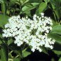 50 Seeds American Elderberry, Sambucus canadensis