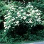 50 Seeds American Elderberry, Sambucus canadensis