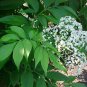 50 Seeds American Elderberry, Sambucus canadensis
