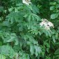 50 Seeds American Elderberry, Sambucus canadensis