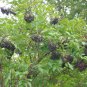50 Seeds American Elderberry, Sambucus canadensis