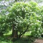 50 Seeds American Elderberry, Sambucus canadensis