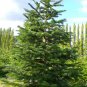 10 Seeds Noble Fir, Abies procera, (Abies nobilis)