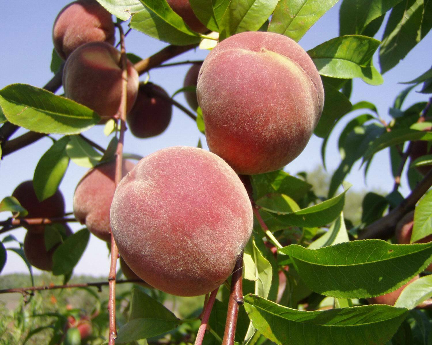 3 Seeds Nemaguard Peach