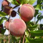 3 Seeds Nemaguard Peach