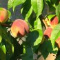 3 Seeds Nemaguard Peach