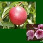 3 Seeds Nemaguard Peach