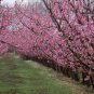3 Seeds Nemaguard Peach