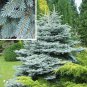 30 Seeds Colorado Blue Spruce Evergreen)