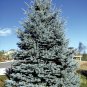 30 Seeds Colorado Blue Spruce Evergreen)