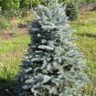 30 Seeds Colorado Blue Spruce Evergreen)