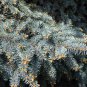30 Seeds Colorado Blue Spruce Evergreen)