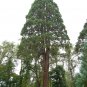 30 Seeds Giant Sequoia, Tree Seeds (Fast, Evergreen, Bonsai)