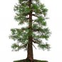 30 Seeds Giant Sequoia, Tree Seeds (Fast, Evergreen, Bonsai)