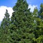 30 Seeds Giant Sequoia, Tree Seeds (Fast, Evergreen, Bonsai)