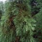 30 Seeds Giant Sequoia, Tree Seeds (Fast, Evergreen, Bonsai)