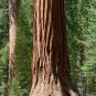 30 Seeds Giant Sequoia, Tree Seeds (Fast, Evergreen, Bonsai)