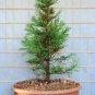 30 Seeds Giant Sequoia, Tree Seeds (Fast, Evergreen, Bonsai)