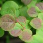50 Seeds Japanese Katsura