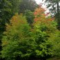 50 Seeds Japanese Katsura