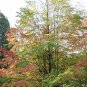 50 Seeds Japanese Katsura