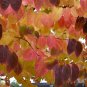 50 Seeds Japanese Katsura